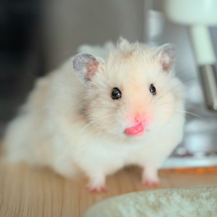 Mobile Kleintierbetreuung