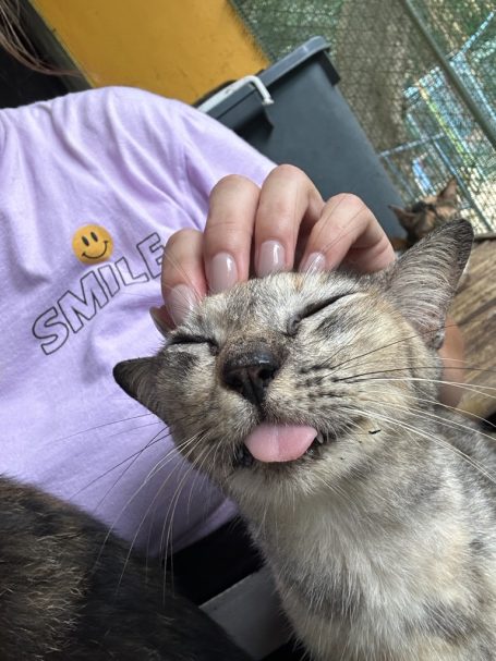 Katzenbetreuung, Katzensitting